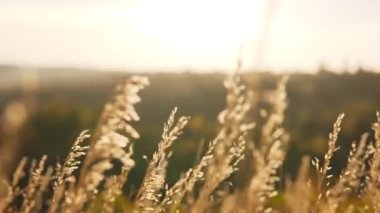 Kırsalda sonbaharda bir tepede farklı otlar rüzgarda sallanıyor.. 