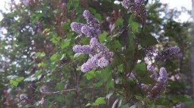 Bahar leylaklarının büyük dalları pencerenin dışında çiçek açıyor..