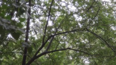 Loş ışık yeşil yaprakların arasından, ağaçların tepelerinde yağmurlu havalarda parlıyor.. 