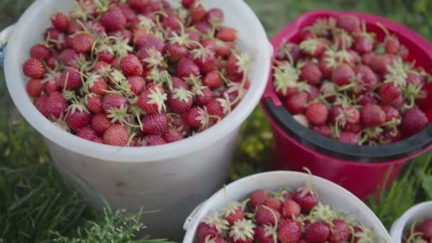 Récolte de fraises biologiques mûres dans des seaux de différentes tailles sur l'herbe. — Video