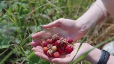 Bir kızın avuçlarında olgun, sulu organik çilekler.