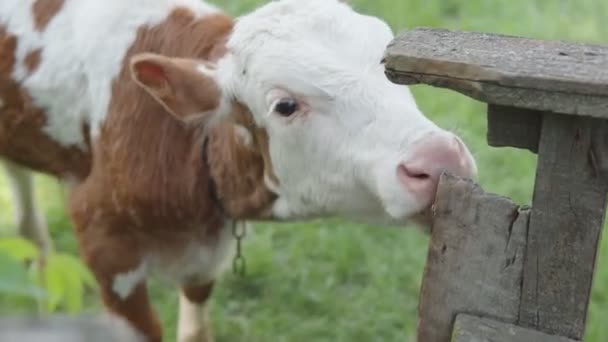 小牛犊在绿色的草坪上舔着一个古老的木栅栏. — 图库视频影像