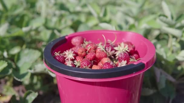 Morangos orgânicos ecológicos e úteis em um balde de plástico vermelho. — Vídeo de Stock