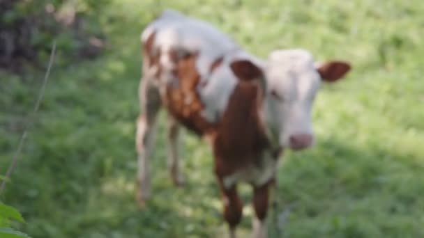 Bastidor se centran en un becerro de color blanco-marrón pastoreo en el césped verde en la aldea. — Vídeos de Stock