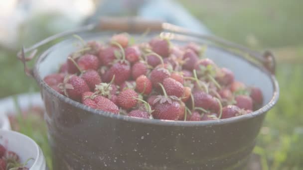 Un cubo de jugosas fresas rojas maduras cultivadas sin fertilizante en una eco-granja. — Vídeos de Stock