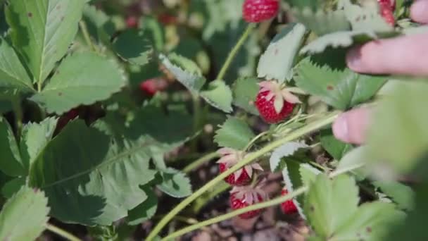 Een pachter of landbouwer controleert de kwaliteit van aardbeienfruit op een biologische plantage. — Stockvideo