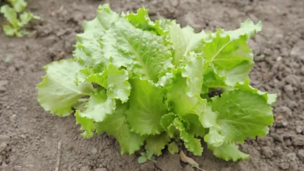 Leaves of ripe green lettuce of a common agricultural crop. — 비디오