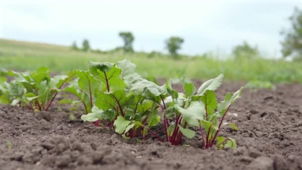 Bietwortel in een akker, op een biologische boerderij plantage of cottage plot. — Stockvideo