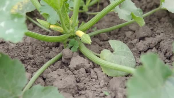 Close-up van onrijp plantaardig merg en bloem. Zucchini in de tuin. — Stockvideo