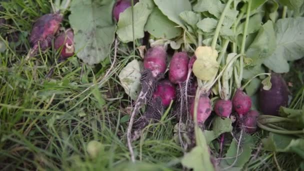 Çiftçi büyükanne tarafından çiftlik arazisinden taze organik turp toplanmış.. — Stok video