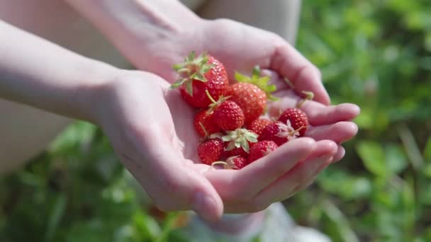 Una manciata di succose fragole biologiche nelle mani delle donne. — Video Stock