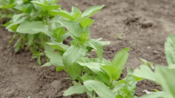 Jonge zaailingen van groene peper groeien in het veld, bladeren van biologische peper. — Stockvideo