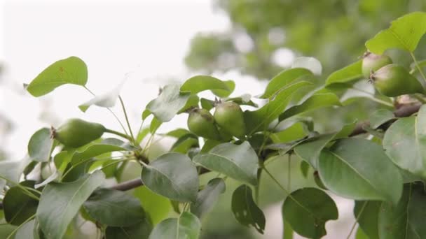 Pequeños frutos de pera inmaduros en una rama de árbol en un jardín de verano. — Vídeos de Stock