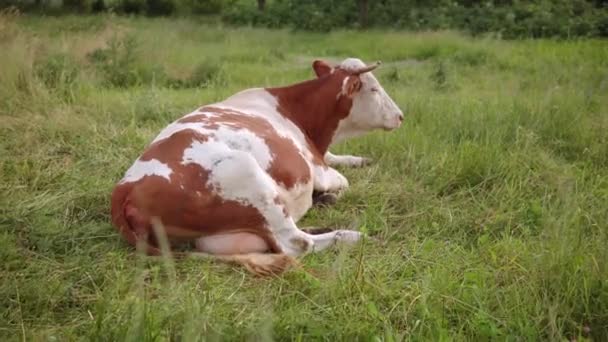 La mucca riposa in un prato, pascola, mastica l'erba succosa. — Video Stock