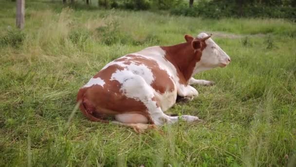 Egy falusi tehén pihen a gyepen és szórakoztatóan füvet rágcsál.. — Stock videók