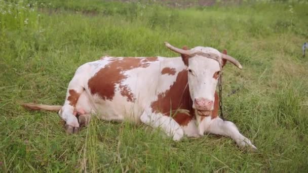 Egy felnőtt, kétszínű, barna-fehér tehén szokatlan szarvakkal pihen.. — Stock videók