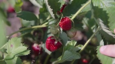 Bir çiftçi olgun çilek gösteriyor..