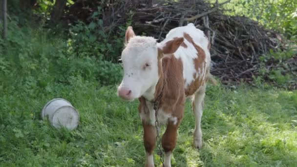 かわいい放牧村の緑の芝生の上の白い茶色の子牛. — ストック動画
