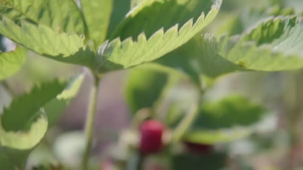 ジューシーで食欲をそそる小さなイチゴは収穫と消費の準備ができています. — ストック動画