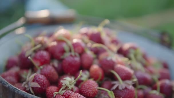 Soczyste dojrzałe truskawki, organiczne zbiory jagód w metalowym wiadrze zbliżenie gimbal shot. — Wideo stockowe
