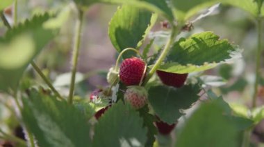 Özel bir çiftlikte organik eko çilekler..