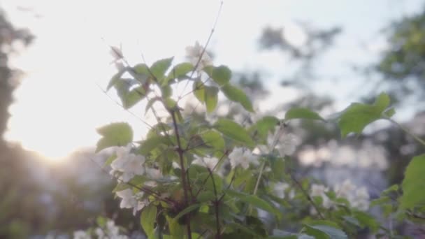 夏の夜の夕日を背景に美しいジャスミンの花. — ストック動画