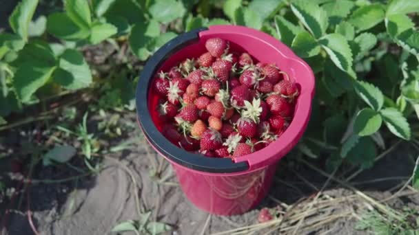 Um balde inteiro de morangos orgânicos suculentos maduros. — Vídeo de Stock