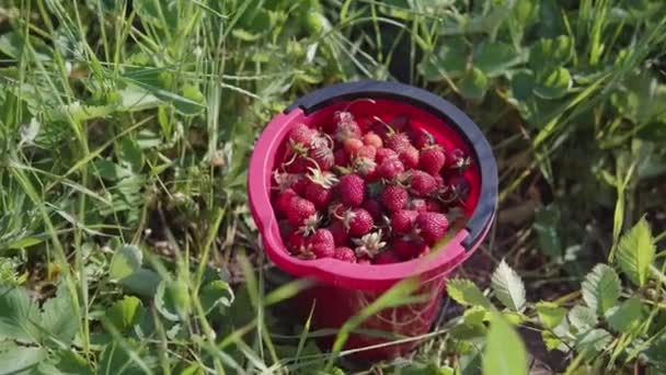 Dolly shot of a juicy and ripe strawberries in a small red bucket. — Stock Video