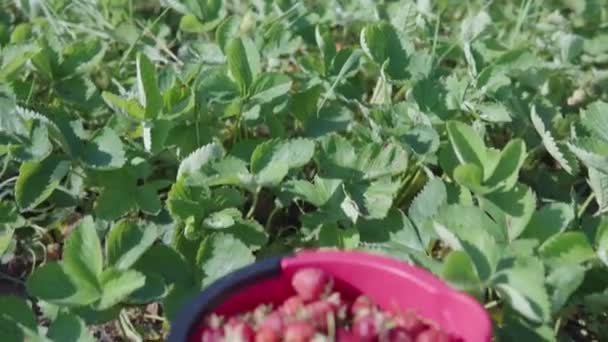 Morangos de fazenda orgânicos maduros são coletados em um balde. — Vídeo de Stock