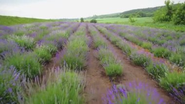 Hareketli bir lavanta tarlası, mis kokulu lavanta çalıları.
