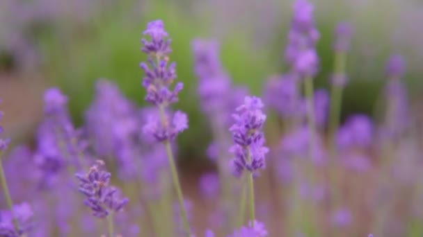 Detailní záběr levandulových květin, voňavé keře kvetoucí fialové levandule. — Stock video
