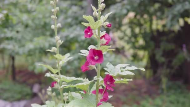 Roze kaasjeskruid op een wazige groene achtergrond, de malvas bloei in een biologische tuin. — Stockvideo