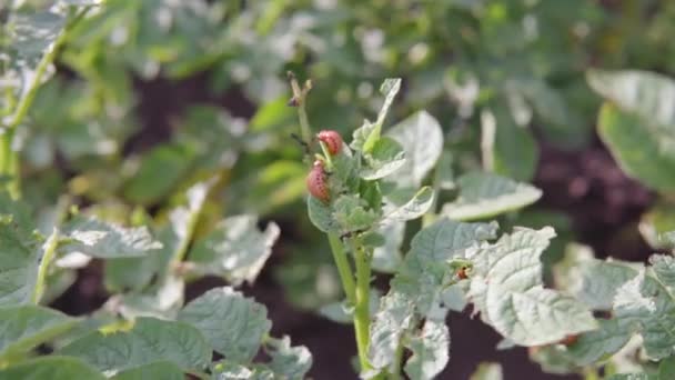 Les larves du doryphore de la pomme de terre se nourrissent de jeunes feuilles de pomme de terre. — Video