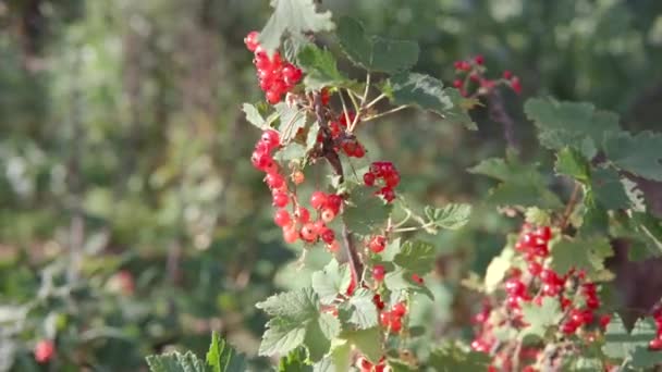 Uve di ribes rosso biologico maturo e succoso, grappoli di bacche ondeggianti nel vento. — Video Stock