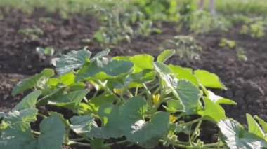 Yaz güneşinin altında, bahçe yatağında genç salatalıklar..