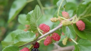 Organik bahçede çok renkli dutlu bir dal..