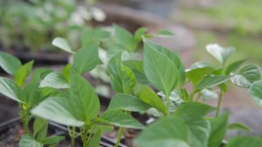 Tohumlar için plastik kutularda taze yeşil biber filizleri. 