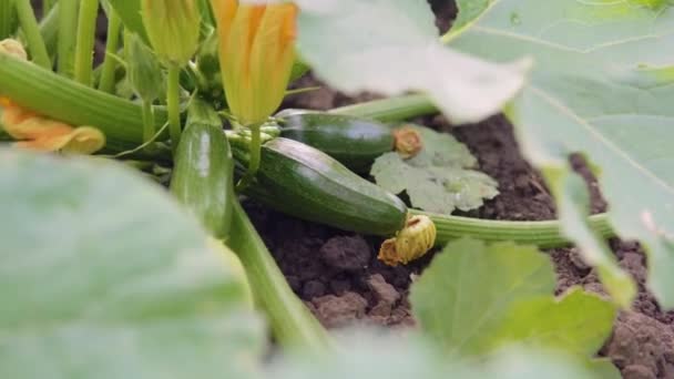 Özel Eko Çiftliği Bahçesinde Organik Yeşil Kabak Ripen. — Stok video