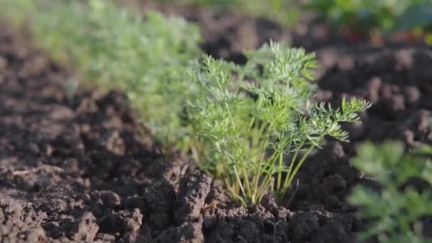 庭のベッドで栽培された若いニンジン、野菜、農業の概念. — ストック動画