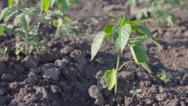 Plántulas de pimiento joven se plantan en la cama de una eco-granja privada orgánica. — Vídeo de stock
