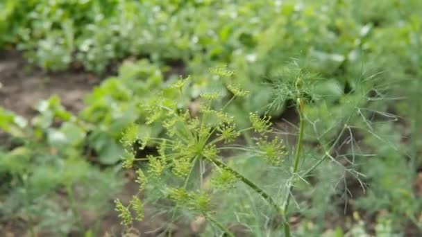 Een jonge groene dille bloeit op een bed in het midden van andere groenten van een particuliere boerderij. — Stockvideo