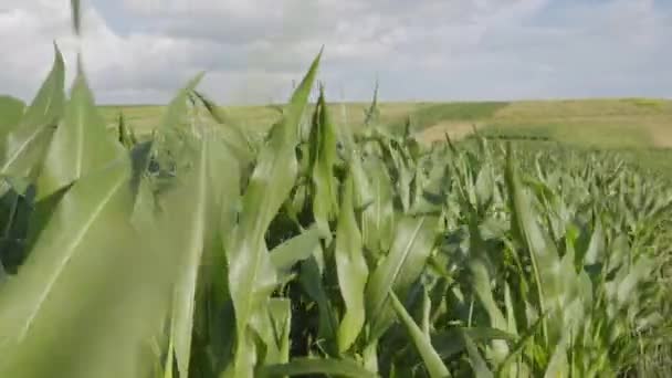 Jeunes pousses de maïs dans une ferme privée respectueuse de l'environnement. — Video