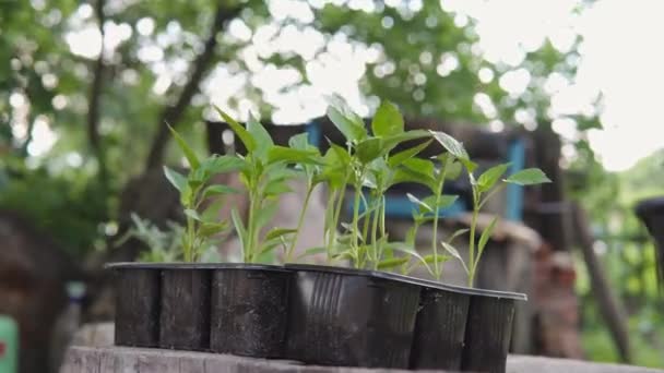 Young sprouts of peppers in plastic boxes for seedlings. — Stock Video