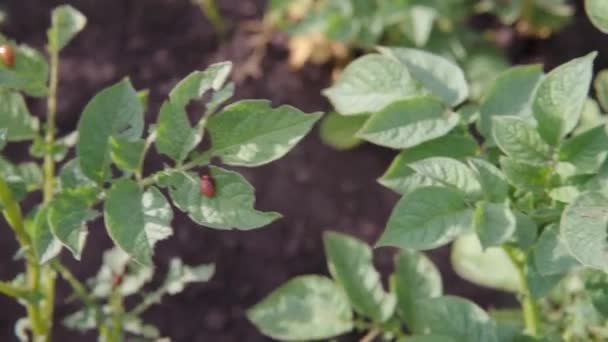 De larven van de Colorado aardappelkever eten jonge aardappelbladeren. — Stockvideo
