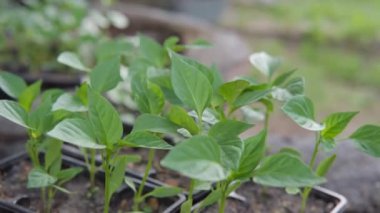 Çevre dostu bir çiftlikte plastik kutularda taze biber tohumları.