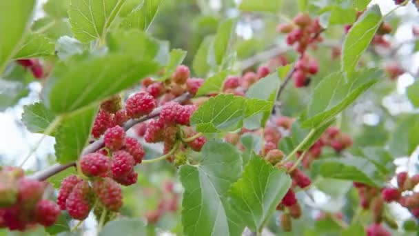 Gałęzie niedojrzałych morw kołyszą się na wietrze w organicznym ogrodzie. — Wideo stockowe