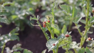Colorado patates böceğinin larvaları genç patates yapraklarını yer.. 
