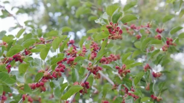 Des grappes de mûres rouges non mûres sur les branches de l'arbre se balancent dans le vent. — Video