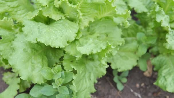 Листя соковитого зеленого салату на ліжку органічного саду . — стокове відео
