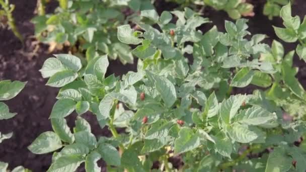 De larven van de Colorado aardappelkever eten jonge aardappelbladeren. — Stockvideo